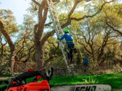 Enhance Your Landscape with Professional Lakeway Tree Trimming Service